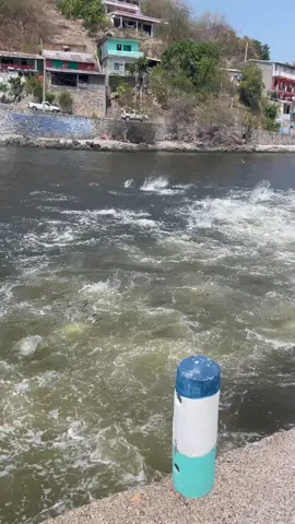 Picazón  De Jureles #zihuatanejo #pesca #mexico #ixtapazihuatanejo 