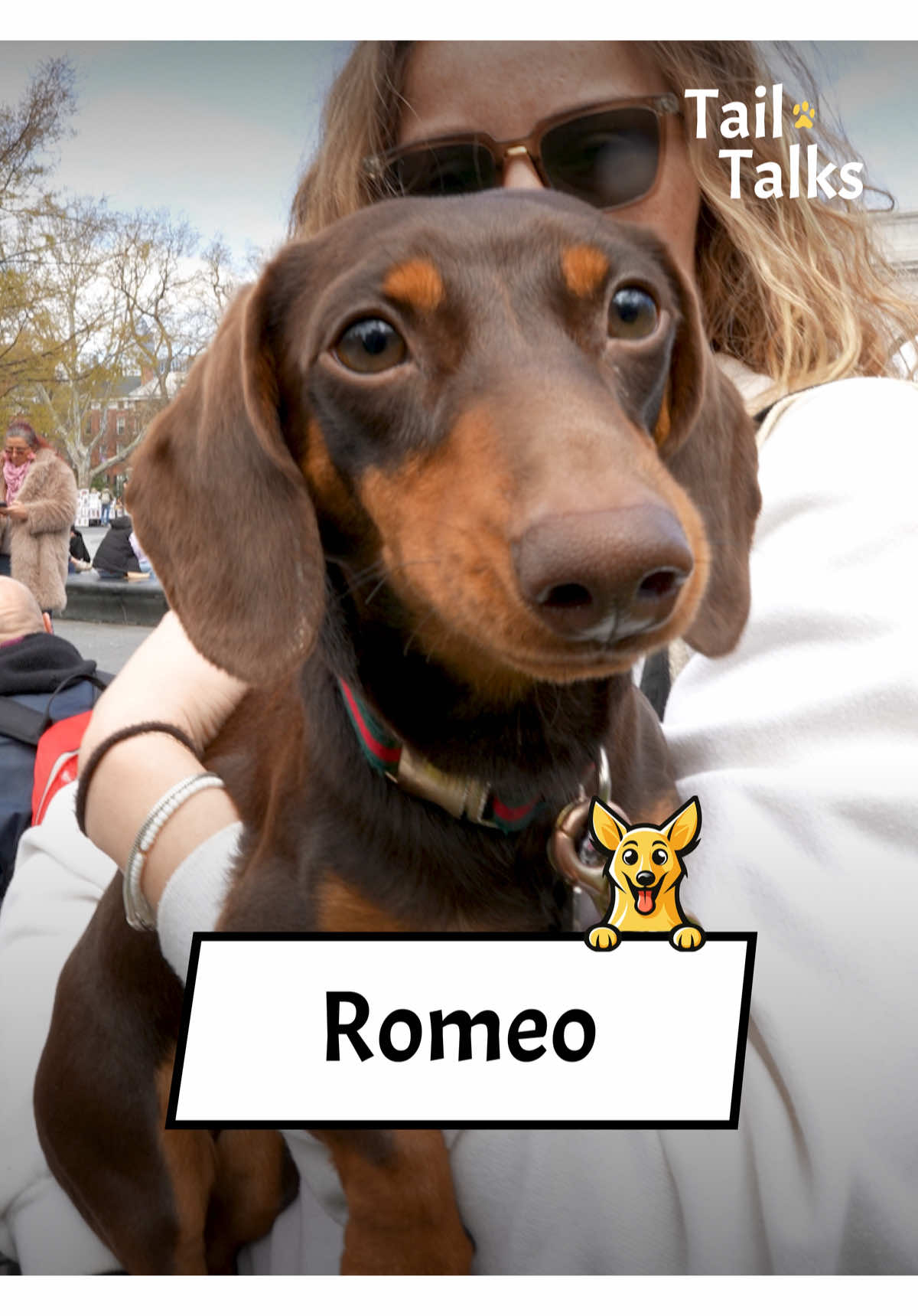 Romeo, 11 Months Old, Dachshund, This little sweetheart may be young, but he’s old enough to know how to capture hearts and cause a little bit of mischief. He loves hanging with humans and being the cutest boy in the park. You’ll catch him burrowing in a bed or hanging out in a tote bag walking all around the city. #dachshund #minidachshund #dogs #dogsoftiktok #streetinterview #dogtok @real.rachel.green 