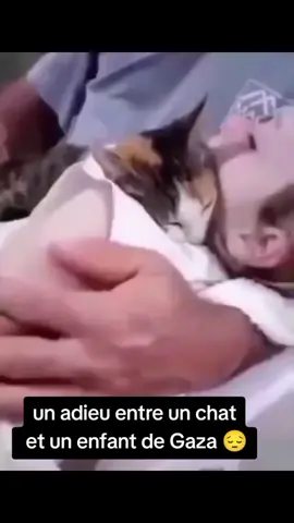 l'histoire des enfants et des chats  en palestine  #pourtoi #freepalestine#chat  #freepalestinechildrens #chatgaza #freegaza #triste💔 