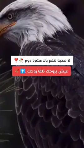 #الشعب_الصيني_ماله_حل😂😂 #الشاوية_خنشلة_باتنة_ام_البواقي_تبسة #ابوني_ربي_يحفظلك_الوالدين🥺❤🙏 #ابوني_ياك_باطل_ولا_حنا_مانستاهلوش #النسر🦅 