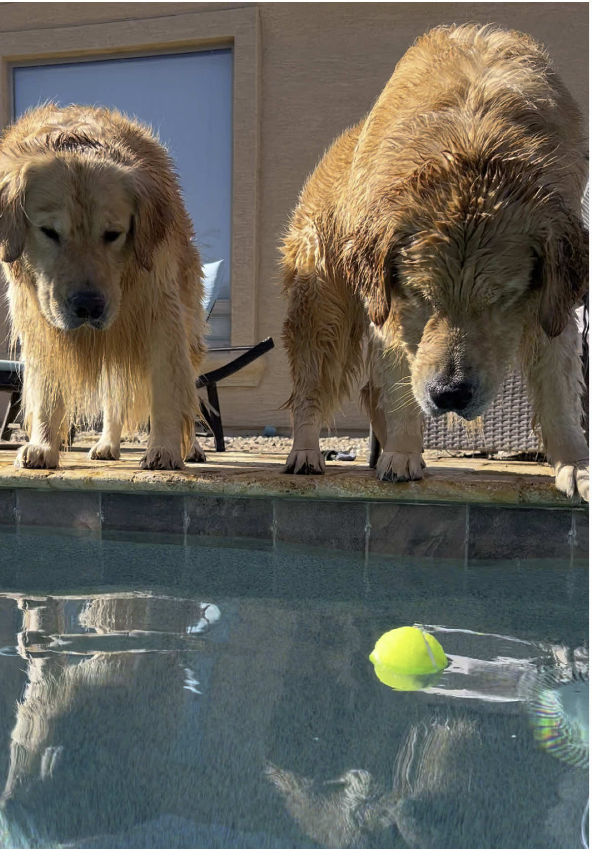 Switching spots #goldenretriever #dog #dogsoftiktok 