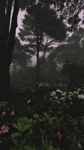 #naturephotography #nature #calm #relax #darkaesthetic #aesthetic #rain #forest #twilight 