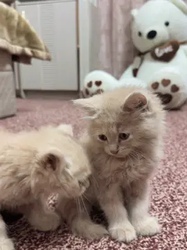 #CapCut #fryp #frypgシ #froppppppppppppppppppppppppppppppppppppp #crew07 #fppppppppppppppppppp #bahriatownkarachi #fry 