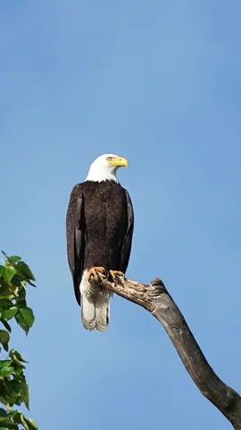 #CapCut #اكسبلور #🦅 #🔥 #capcut 