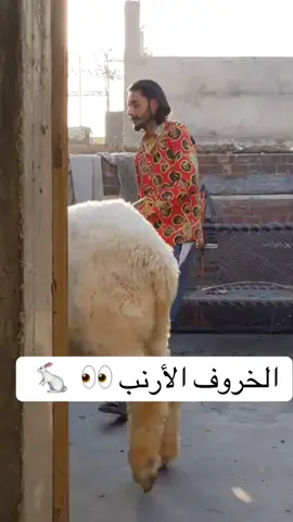 #اكسبلورexplore  الخروف الأرنب في باكستان 🇵🇰 