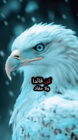كن قائد ولا مقاد #🦅  #اقوال  #عباراتكم_الفخمه📿📌  #اقتباسات  #اقوال_وحكم_الحياة 