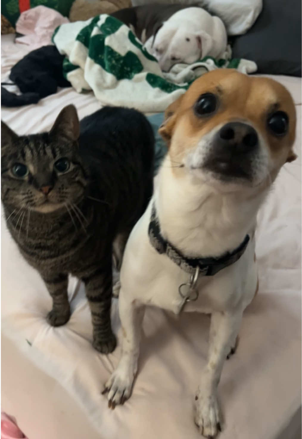 #cute #fyp #dog #silly #cat #meow #car 