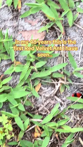 #fyp #foryoupage #viralvideo #ant 