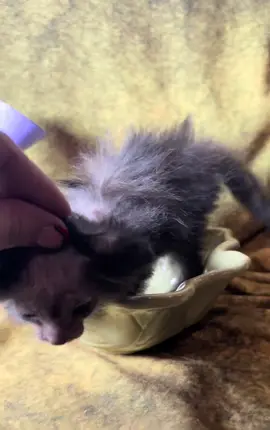 Little Miss Ylva the Longhaired Tortie Lykoi! www.alisonscheshires.com #lykoicat #lykoicats #lykoi #lykoikittens #lykoicattery #lykoibreeder #westcoastlykoibreeder #werewolfcatbreeder #catbreeder #ethicalbreeder #utahbreeder #utahcattery #utahlykoibreeder #alisonscheshires #werewolfcat #wolfcat #werecat #werewolf #lykoikitten #lykoicatsoftiktok 