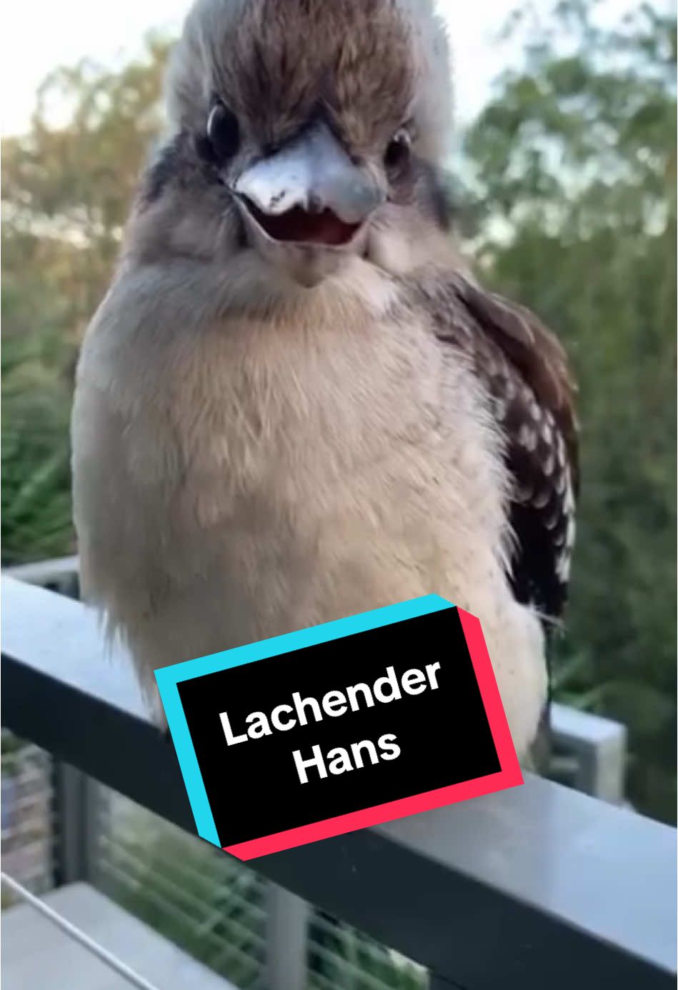Wenn du diesen Vogel lachen hörst – lauf besser nicht allein durch den Wald. #jägerliest #kookaburra #tierwahn #lustigetiere #wildetiere