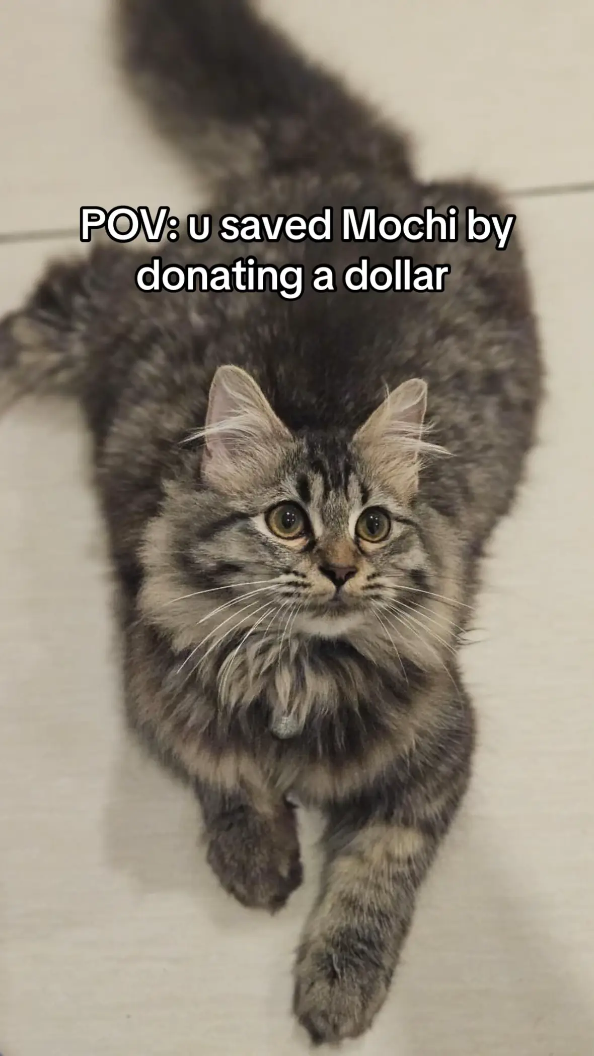 #cat #cats #cancer #animalcancer #viral #fyp #please #godisgood #cattok #catlover 