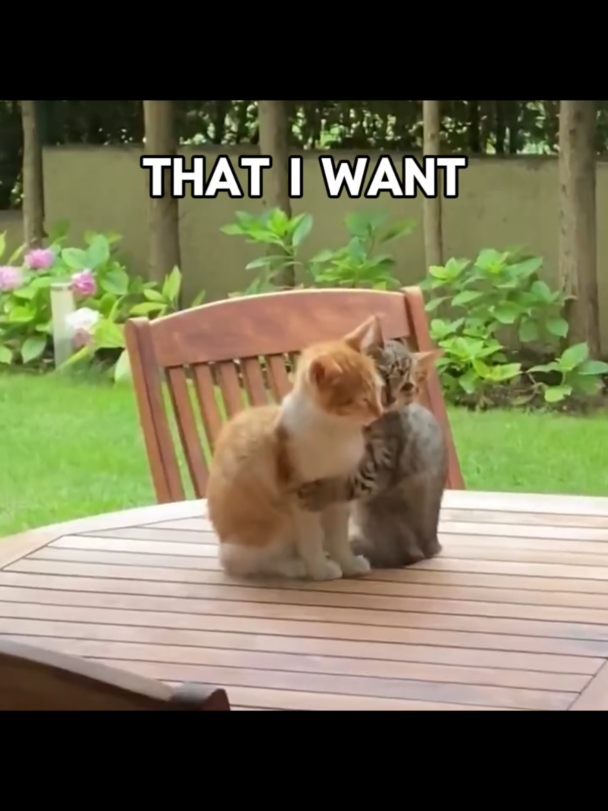 i love cars ‼️😸 #catcore #cats #lyrics #fyp 