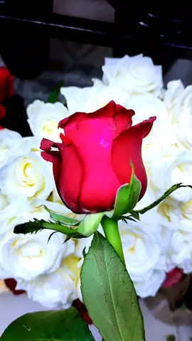 #سناء#اكسبلور #مصر_السعودية #الحبايب #حروف_الحب 