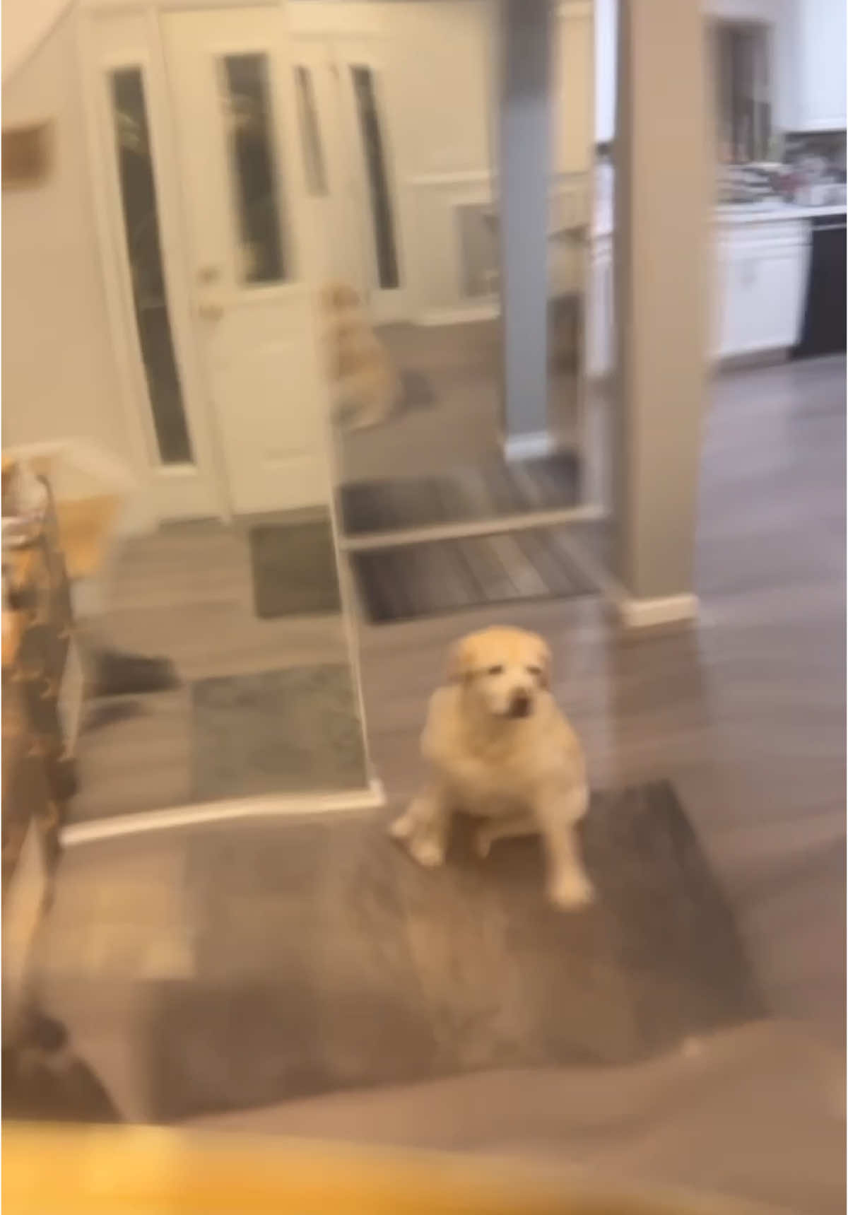 She let us in!! #foryou #dog #funny #fypシ #foryoupage @Nicole @ALEX 😛 