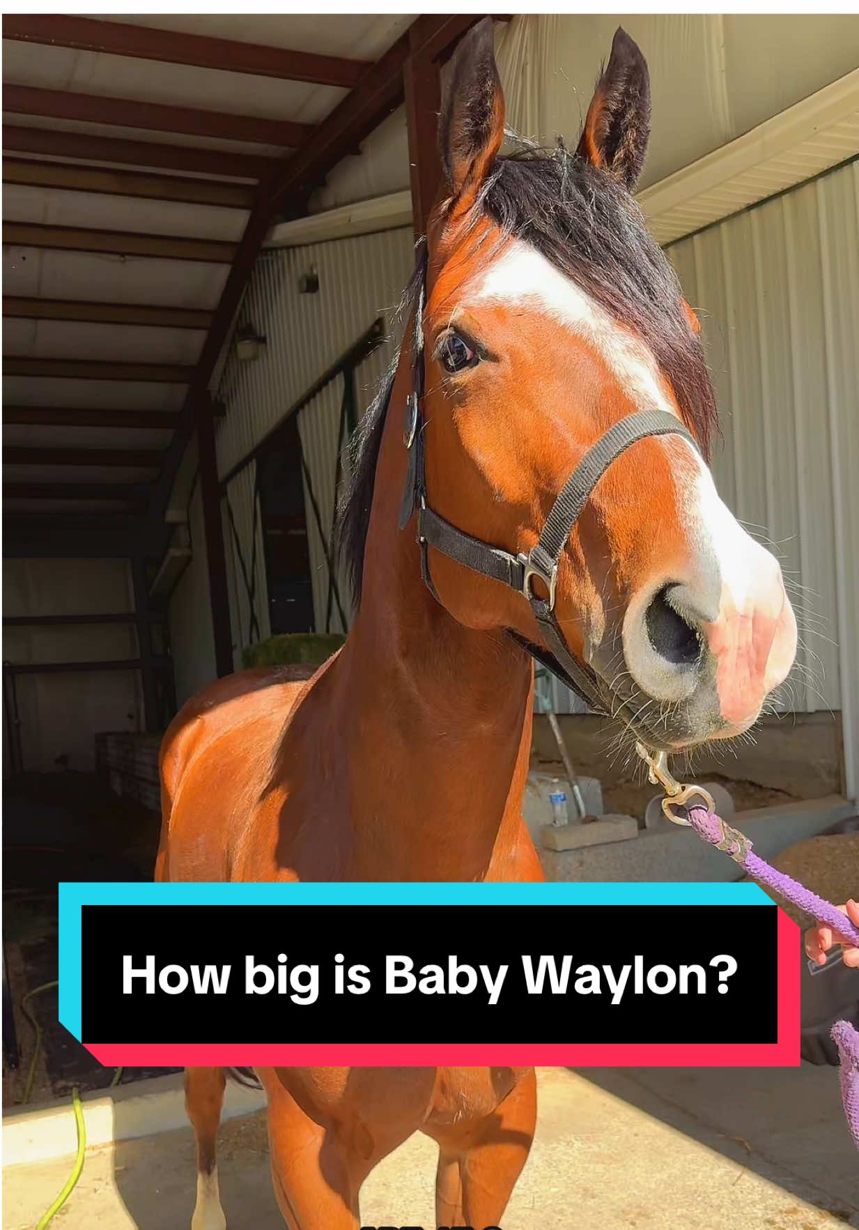 How big is Baby Waylon?🐴 