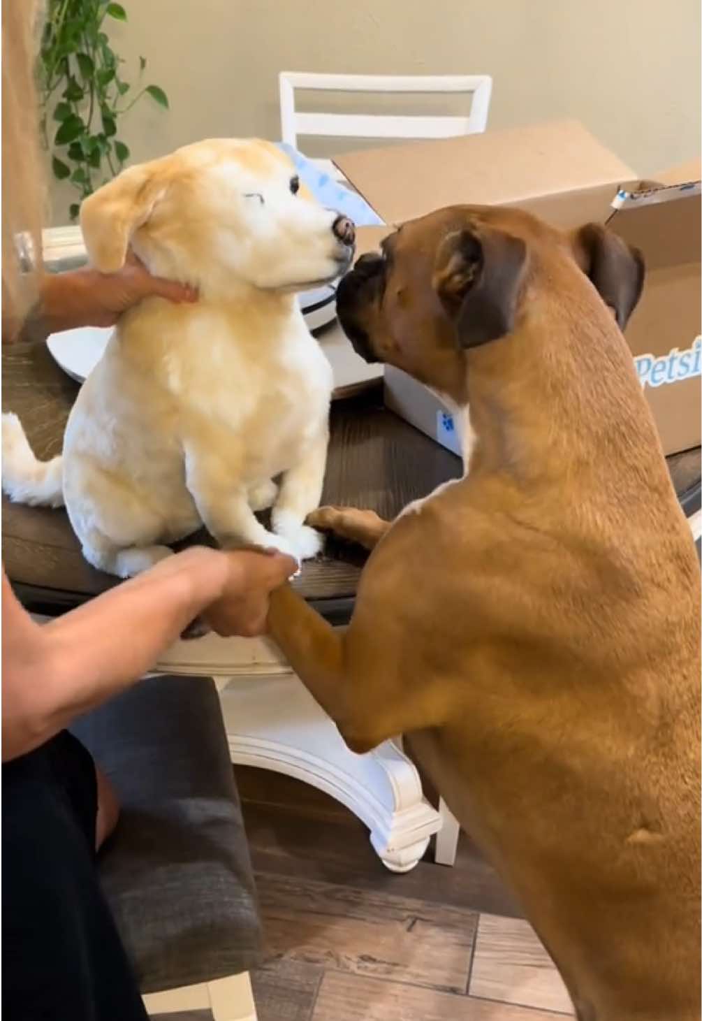 Huge thank you to Petsies for creating a custom stuffed animal in memory of our sweet Sookie, who left us in March. The likeness is remarkable, and it's like having a piece of her back home. Dolly definitely knows it's Sookie 🥹💖🌈 @Petsies #boxer #boxerdog #boxerlove #boxersoftiktok #labrador #dogsoftiktok #petlossgrief #petsies 