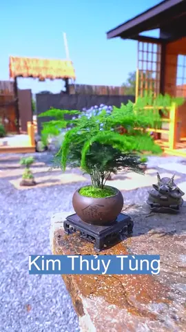 Kim thủy tùng bơi sải để bàn #caycanhdeban #caycanhphongthuy #caycanhmini #kimthuytung #thuytungbonsai 
