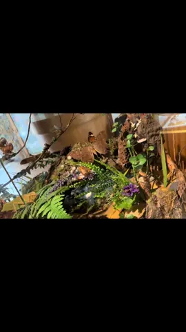 Colombia es un paraíso oculto de biodiversidad. 🐞🦋 Cada insecto que encuentras aquí es una obra maestra de la evolución. Cuidarlos es valorar nuestro ecosistema. #InsectosDeColombia #NaturalezaViva #FaunaColombiana #ColombiaNatural #ExploraColombia #EcosistemasVivos #GuardianesDeLaNaturaleza #ColombianInsects #BiodiversityHotspot #InsectsOfTheWorld #WildlifePhotography #NatureMatters #ProtectBiodiversity #MicroWorld #BugLovers