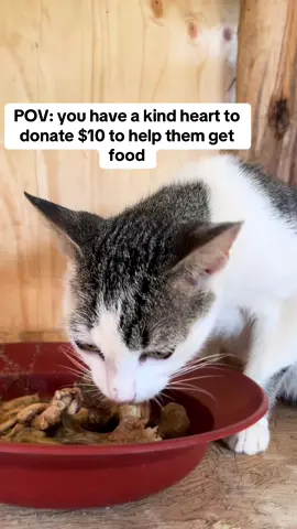 POV: you have a kind heart to donate $10 to help them get food