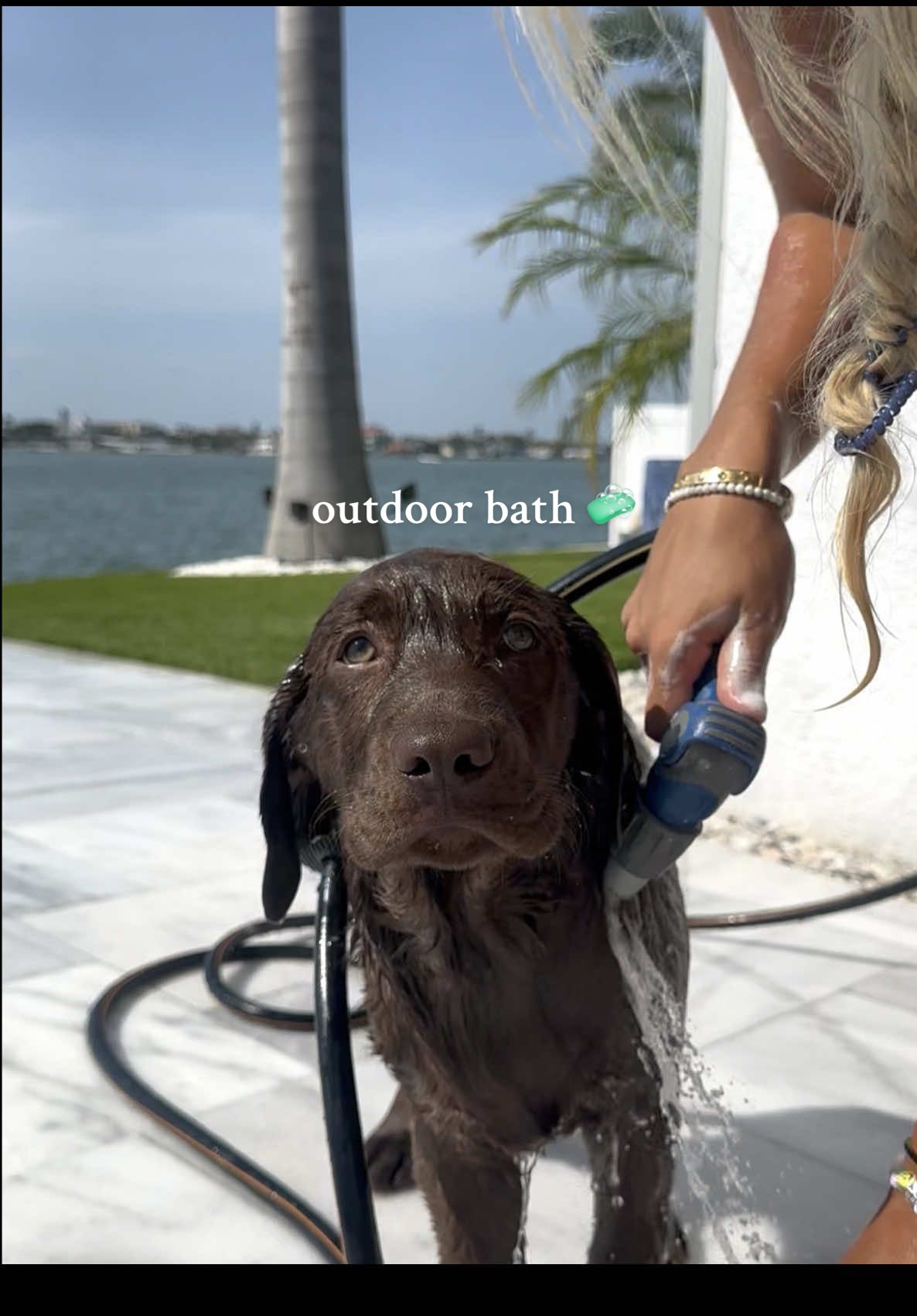 Boat day: 10/10. Bath day: 0/10 #chocolatelab #caymuschronicles #labradorretriever #puppiesoftiktok #puppybath #dogbath #beachdog #labpuppy #cutedog #cute #fyp #outdoor @Burt's Bees 