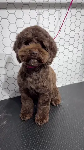 Cavapoo transformation goals using the KM Supera ❤️