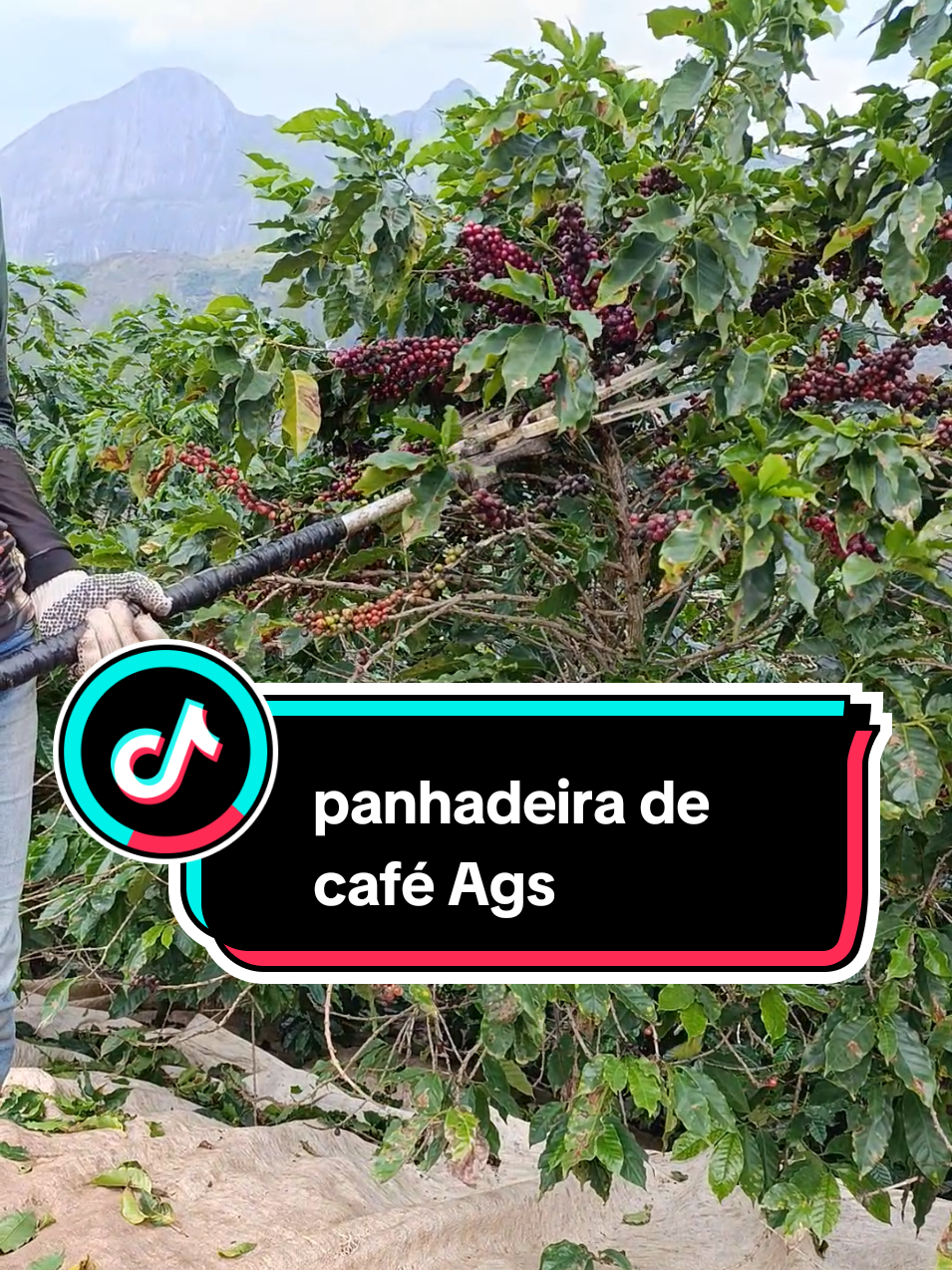 #cafe #trabalho #roçadeira #roça #colheita 