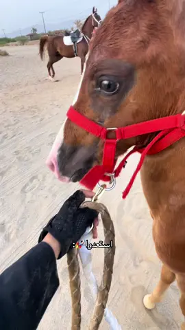 🤣🤣🤣🔥 #كساب #سعد_الله_يكفينا_شره #ماشاءالله_تبارك_الله #ماشاء_الله #خيل_وخياله🐎 #هههههههههههههههههههههههههههههههههههههه #ضحك