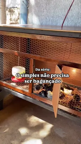 Nossa maternidade...🐔 #pintinhos #pintinho #fazenda #galinhascaipiras #avicultura #ovo #dica #dicas #galinhas #galinha 