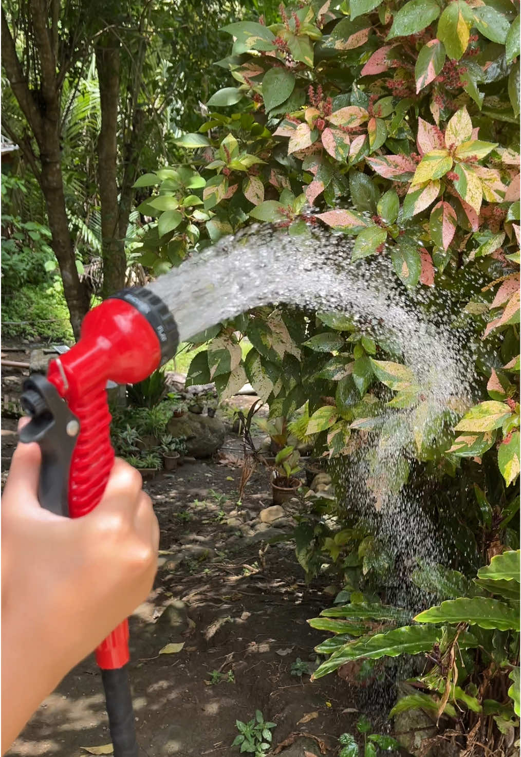 Dati: Buhat ng timba. Ngayon: Spray-spray na lang! Thanks to this magic hose na mahaba na, may 7 spray modes pa. Add to cart na! #magichose #waterhose #mitsushimagichose #expandablehose #expandablehosespray #magichosespray #magichosegarden #magichosemurah #garden #motorwash #carwash 
