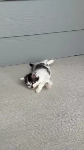 Here is a video of Scooch walking!  He walks on his forearms.  It could be orthopedic but it could also be neurological, maybe both - hopefully nothing! 
