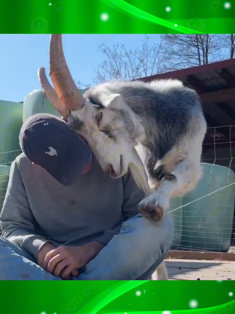 Gãi Giúp Tôi Cái Chân #funny #funnyvideos #funnyanimals #goat 