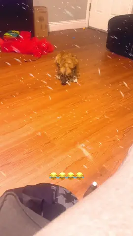 #viraltiktok #funnyvideo #dogs #doglover 