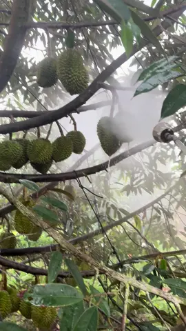 Phun ngừa nấm trái #nongnghiep #thuậndrone #sầuriêng 