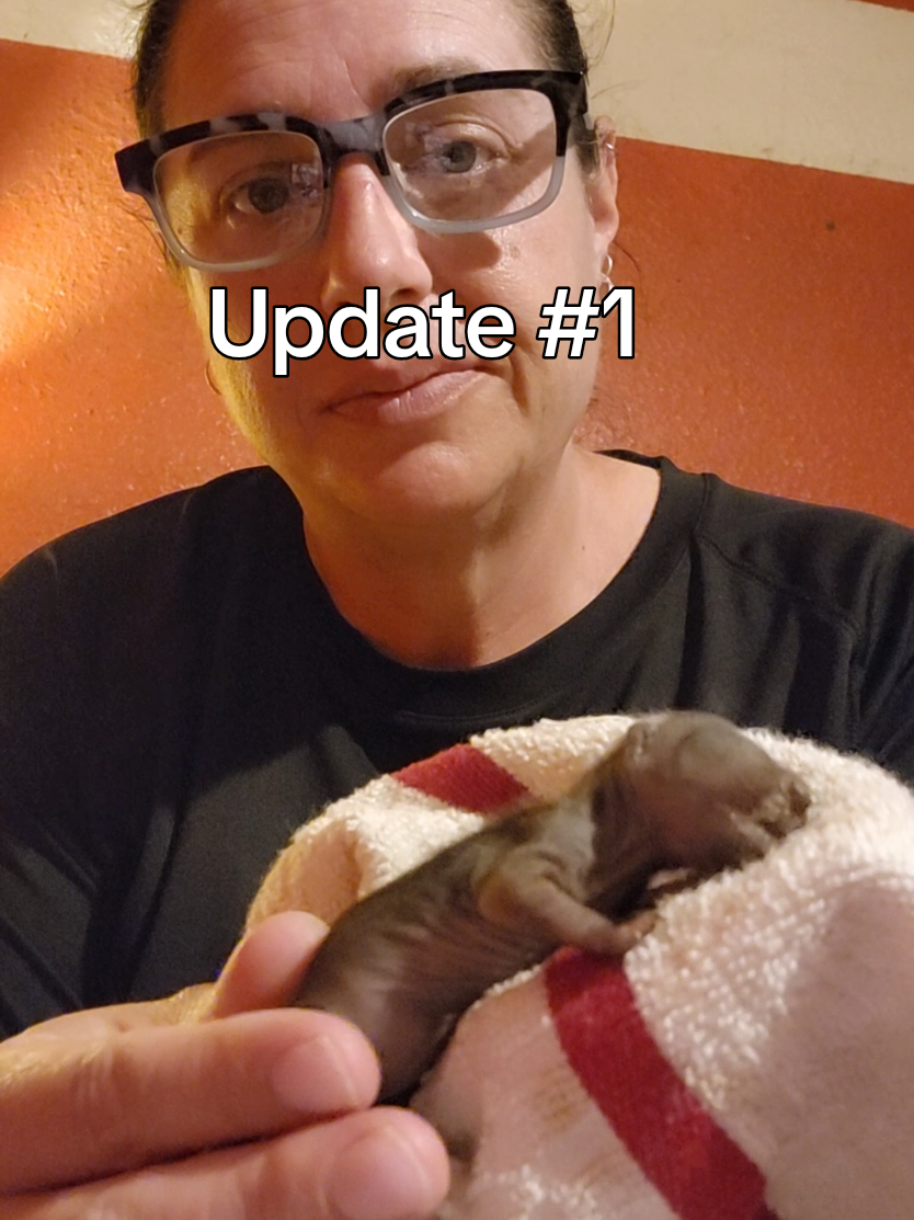 Replying to @mamabearfl97  #update #skunk #rescue #animal #baby #countrylife  #farm 