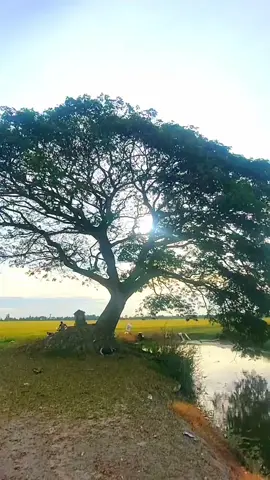 🌼🌼🌼❤️‍🩹❤️‍🩹❤️‍🩹💙💙💙