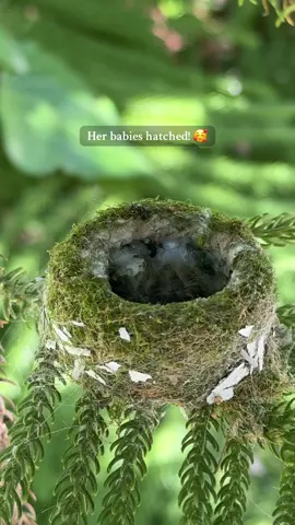 Am I a Disney princess now?! 🥰  #hummingbirds #animals 