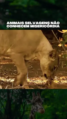 Documentário animal #vidaselvagem #NarraStars #vidaanimal #animais #amoanimais 