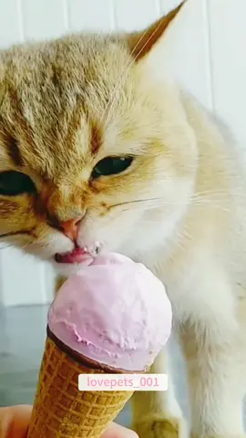 #cats #cutecats #foryou #funnytiktok #funnyvideos #usa #funnyanimals #fypシ #cute #funnycat #catlover #funnypets #viral #funny 