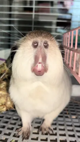 #fun #cute #animals 