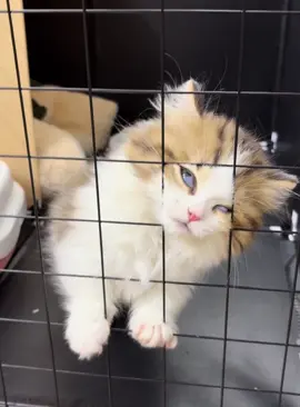 So dramatic 😭#fyp #cat #foryou #usa 