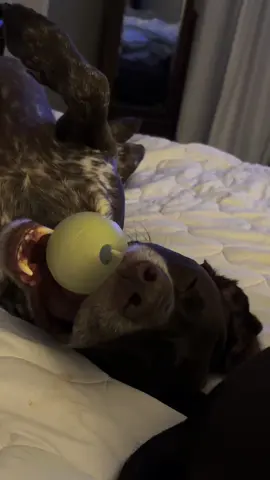 #tireddogs #gspsoftiktok #hunterandgriffin 