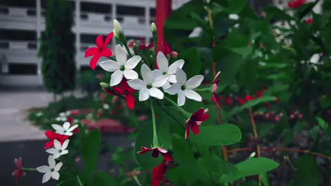 #foryou #foryoupage #bdofficialtiktok #fyp #team_of_fx #bangladesh🇧🇩 #cinema #tending @প্রকৃতি প্রেমি @BabulHossain @Nature Lover 🌿 @🍀 S🦎 H🦋 U🍃V💐 O🌿🌴🪴💦🍃 