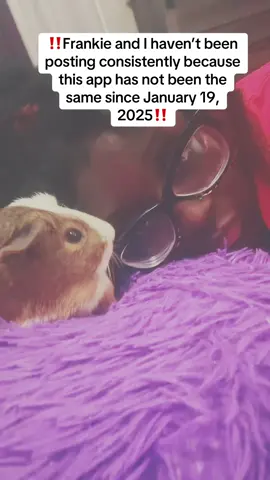 It’s like we don’t exist at all #fyp #foryou #guineapigsoftiktok #sweetanimals #funnyanimals #smallpetsoftiktok #exoticpets #drdolittle #guineapigs #karaandfrankie 