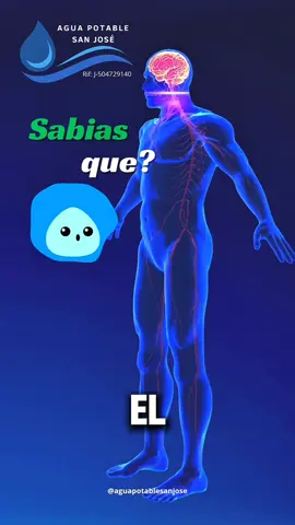 Optimiza tu Bienestar con Agua Ozonizada 💧✨ ¿Sabías que el agua ozonizada podría ser tu aliada secreta para un sistema inmunológico más fuerte? 💪 En un mundo donde cuidarnos es clave, pequeños hábitos hacen una gran diferencia. El ozono (O₃) es un potente oxidante natural que, al disolverse en agua, crea agua ozonizada. Se ha estudiado por sus propiedades que pueden contribuir a: Mayor oxigenación celular: Un mejor transporte de oxígeno puede optimizar el funcionamiento de tus células, incluyendo las del sistema inmune. Acción purificante: Ayuda a eliminar toxinas y patógenos, aliviando la carga de trabajo de tu sistema de defensa. Potencial soporte antioxidante: Al combatir el estrés oxidativo, puede ayudar a proteger tus células inmunológicas. No se trata de una cura mágica, sino de una herramienta más para fortalecer tu bienestar general y darle a tu cuerpo lo que necesita para defenderse. Es una forma innovadora de complementar tu rutina de salud. ¡Dale un extra a tu inmunidad! ¿Ya conocías los beneficios del agua ozonizada? Cuéntanos en los comentarios si te gustaría saber más. 👇 💧 #Agua #AguaOzonizada #bienestar #salud #sistemainmunológico #vidasaludable #defensasnaturales #CuidadoPersonal #ozono #nutrición #maracay 