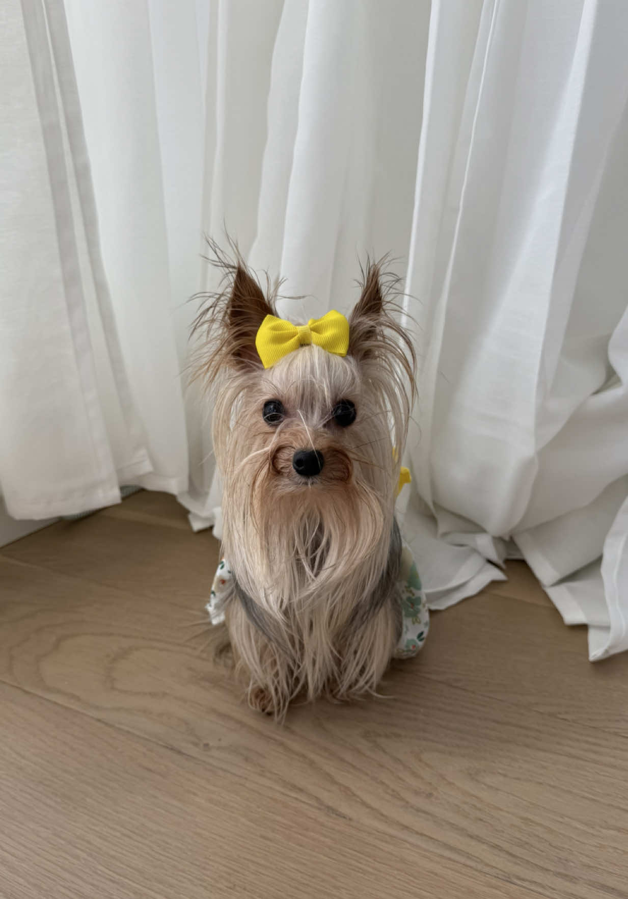 Im that girl 💩 #dog #dogsoftiktok #yorkie 