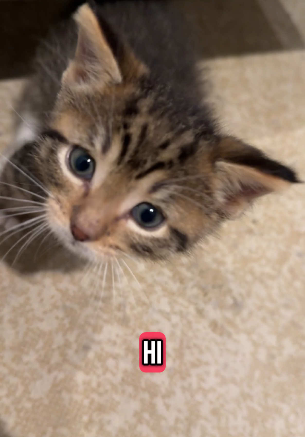 I love watching a tiny creature find out about stuff !!!! BTW I just got 5 more tiny creatures and we’re over on P a t r e o n naming them 😭😂#fosterkittens #bottlebaby #kittensoftiktok 