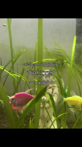 ချစ်လို့နော်ချစ်လို့ချစ်လို့အော့#fypシ゚viral #tiktokuni #d4_DD #xyzbca 