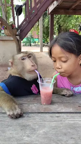 Mr. Monkey and baby drinking juice🧃 😍 #monkey #monkeys #fyp #monkeyvideos #foryoupage #USA #monkeyface #funnymonkey #funny #monkeylover 
