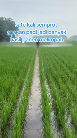 pupuk booster padi #pupukboosterpadi #untuk #meningkatkan #hasilpanenmelimpah 