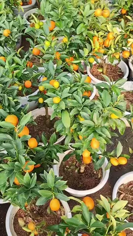 yuk yang Mau menanam jeruk santang madu bisa checkout di keranjang kuning#bibit #bibittanaman #bibbitjeruk #bibittanamanjeruk #tanamanjeruk #jeruksantangmadu #jerungsantang #jeruk #jerukmanis #jerukkecil #jeruk #jerukperas #mawalik#benih #benihseribuan #benih 